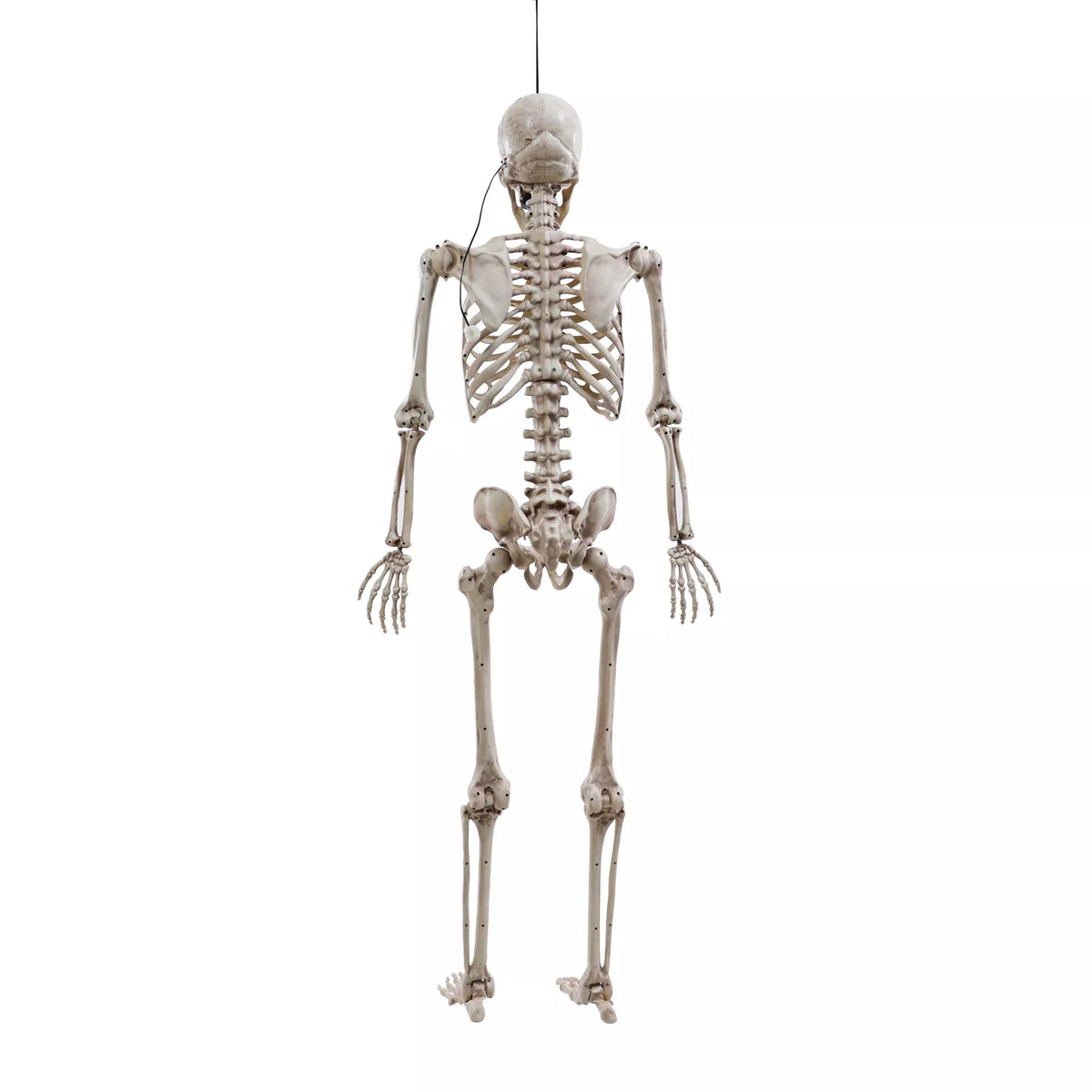 5 Ft Poseable Digieye Skeleton